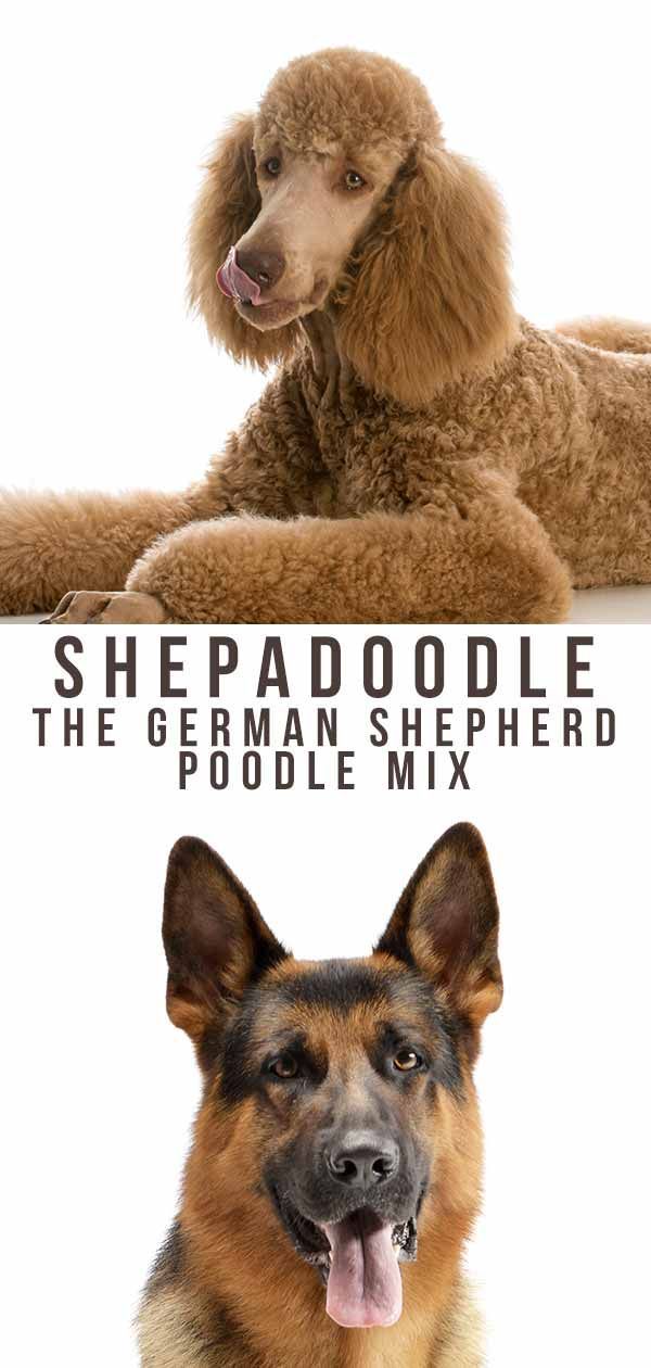 Shepadoodle - תערובת הפודל של הרועה הגרמני