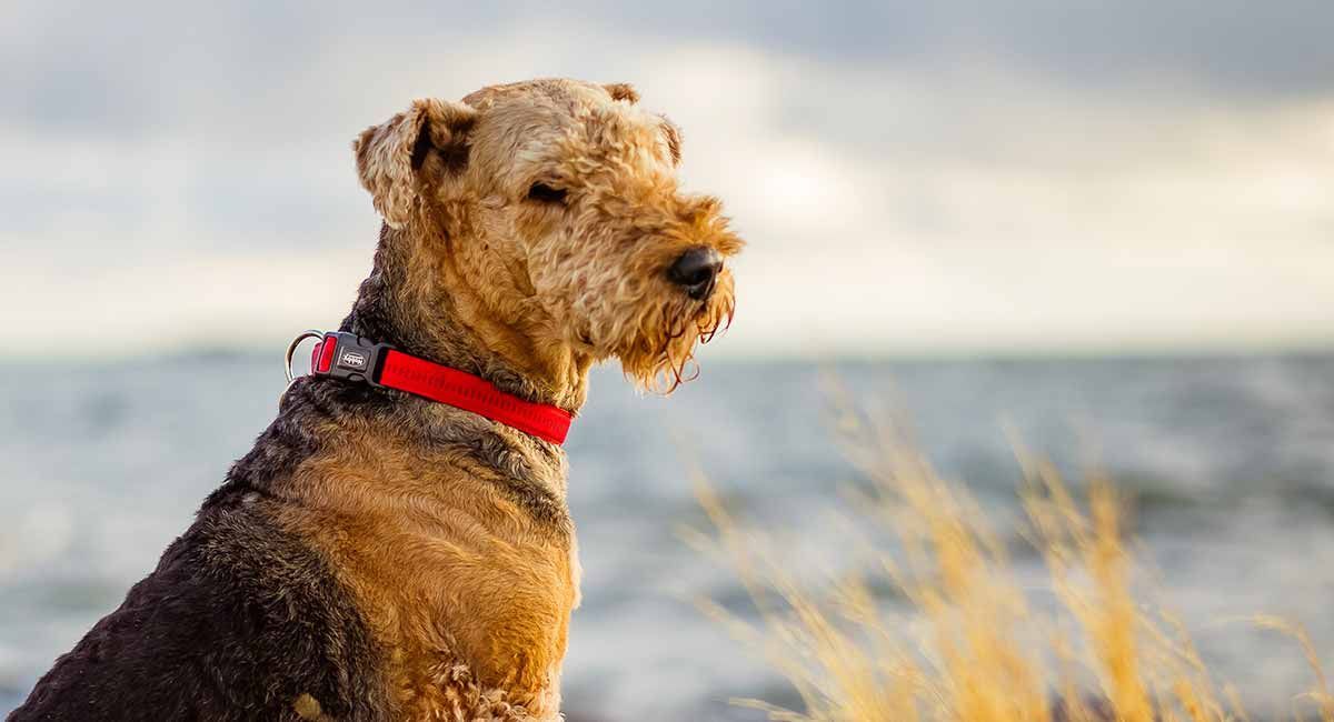 airedale terjers