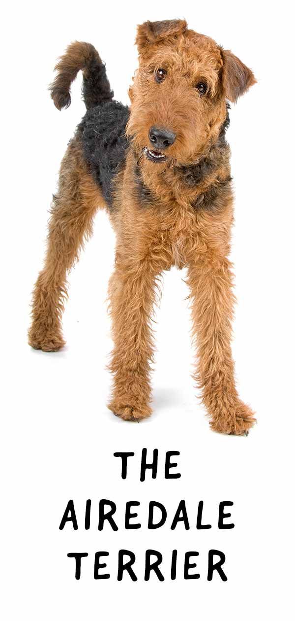 airedale terjers