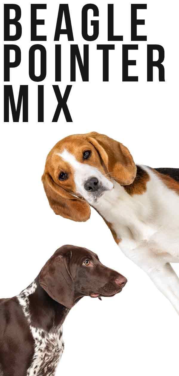 Beagle Pointer Mix: Saiba mais sobre esta raça cruzada incomum