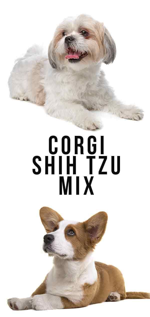 Corgi Shih Tzu Mix - هل هذا الهجين العصري مناسب لعائلتك؟