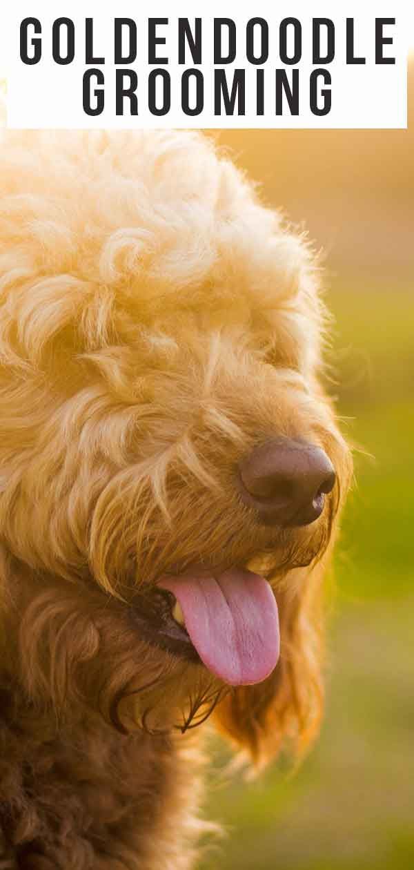 Подстригване на Goldendoodle: Топ съвети за умни къдрици