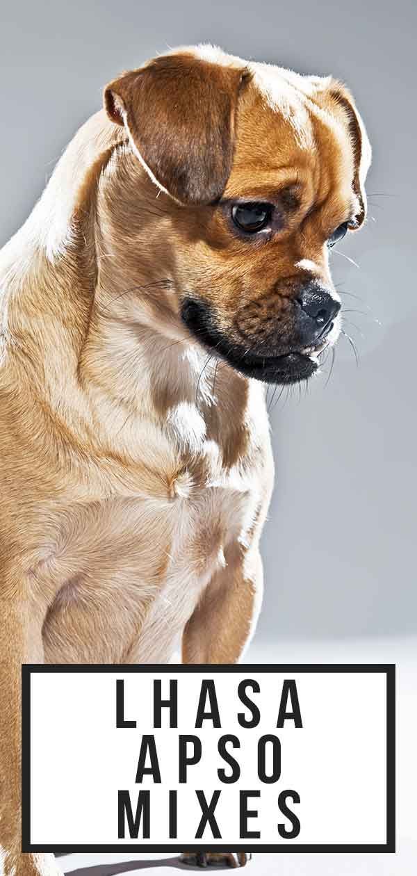 להאסה אפסו כלבים מעורבים: איזה מהם יהיה חיית המחמד המושלמת שלך?