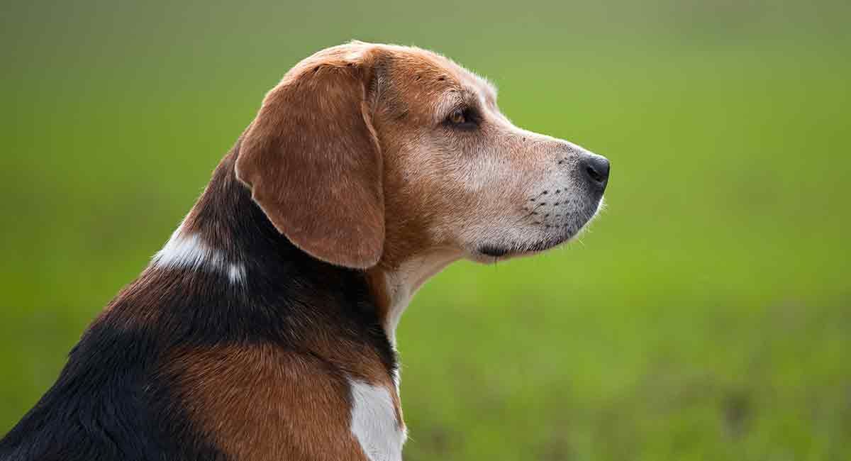 Gammal Beagle