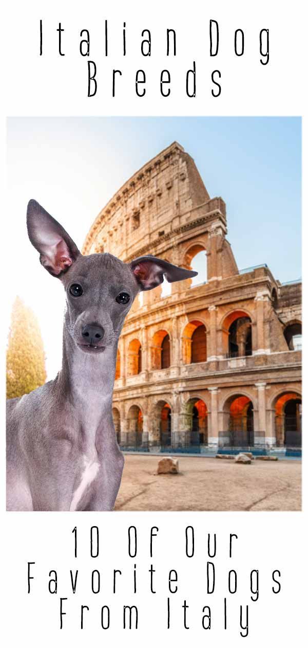 races de chiens italiens