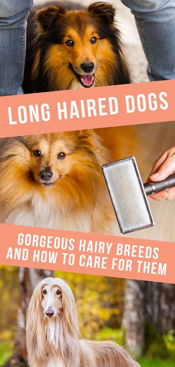 כלבים ארוכי שיער - גזעים שעירים מדהימים ואיך לטפל בהם