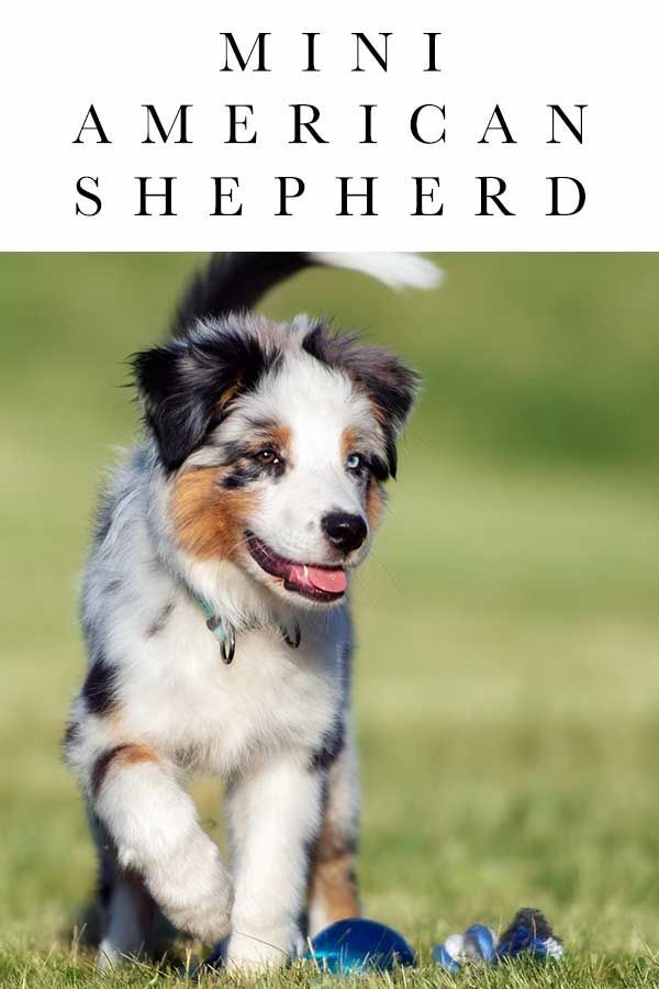 Информационно ръководство за мини породи американски овчарски кучета