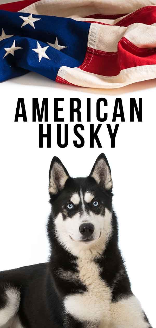 American Husky
