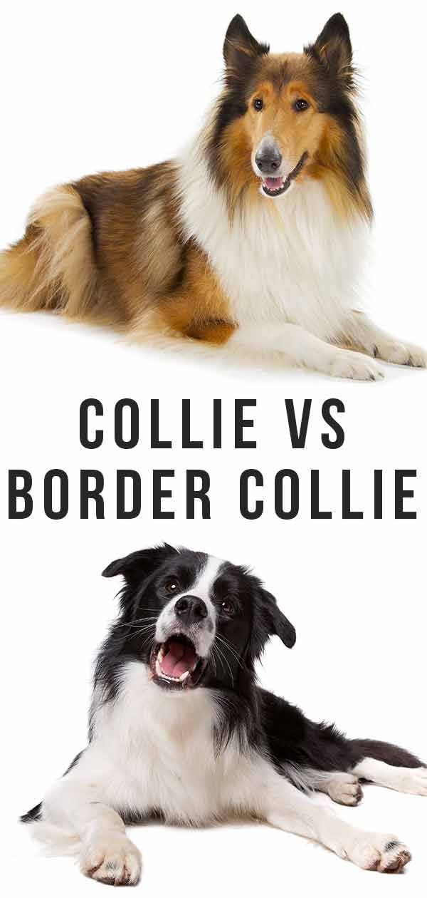 Collie vs Border Collie: Kaj od tega je pravi spremljevalec za vas?