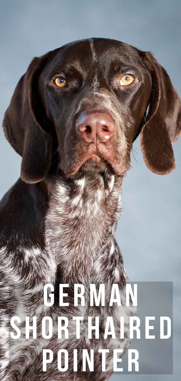 Centro informazioni tedesco sulla razza a pelo corto: una guida per cani SPG