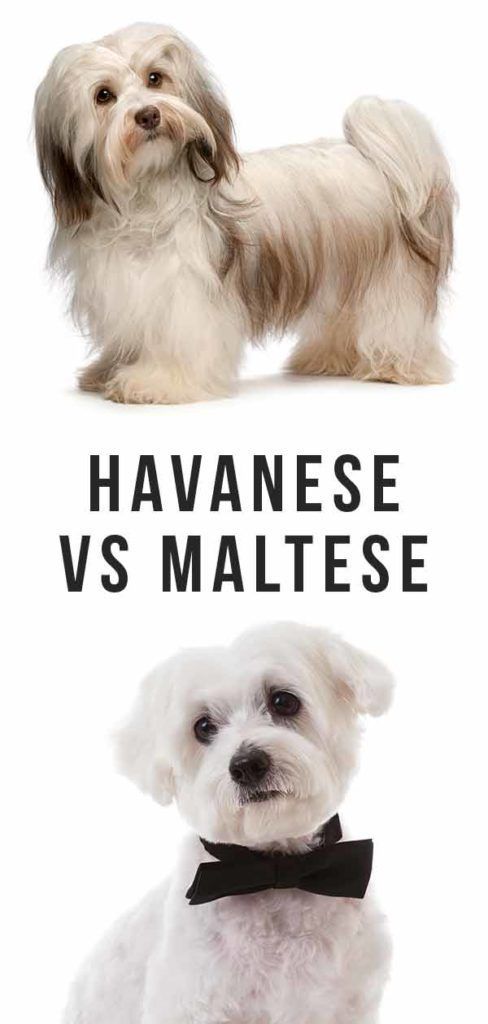 Bichon Havanais vs maltais - Quel chien à poil long est le meilleur pour vous?