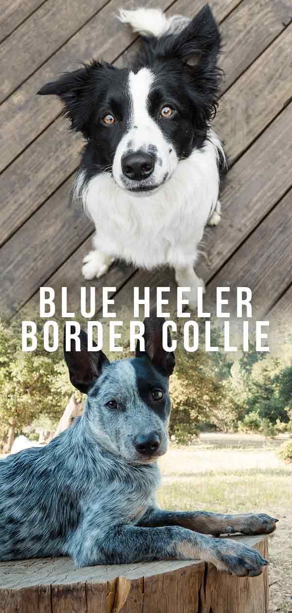 Mélange de Border Collie Heeler bleu