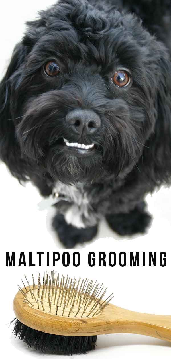 Maltipoo-verzorging - wat u moet weten om voor uw hond te zorgen