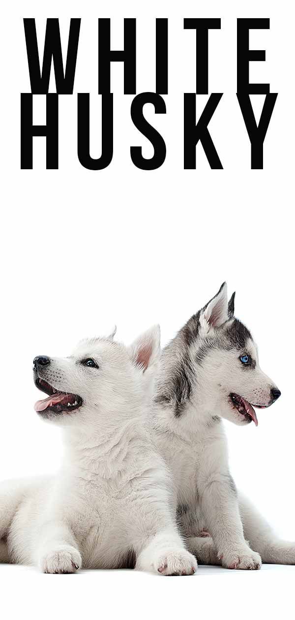 Husky branco: uma raça verdadeiramente impressionante