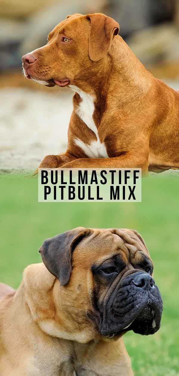 Bullmastiff Pitbull Mix - Great Guard Dog หรือ Family Friendly?