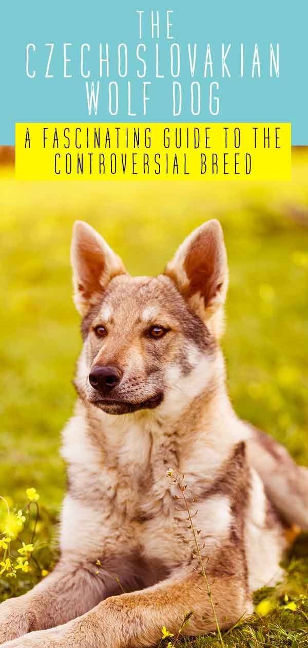 Centro de Informações sobre a Raça Wolfdog Checoslovaca