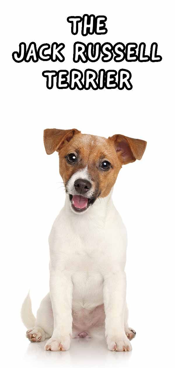 Jack Russell Terrier - Büyük Tutuma Sahip Küçük Köpek