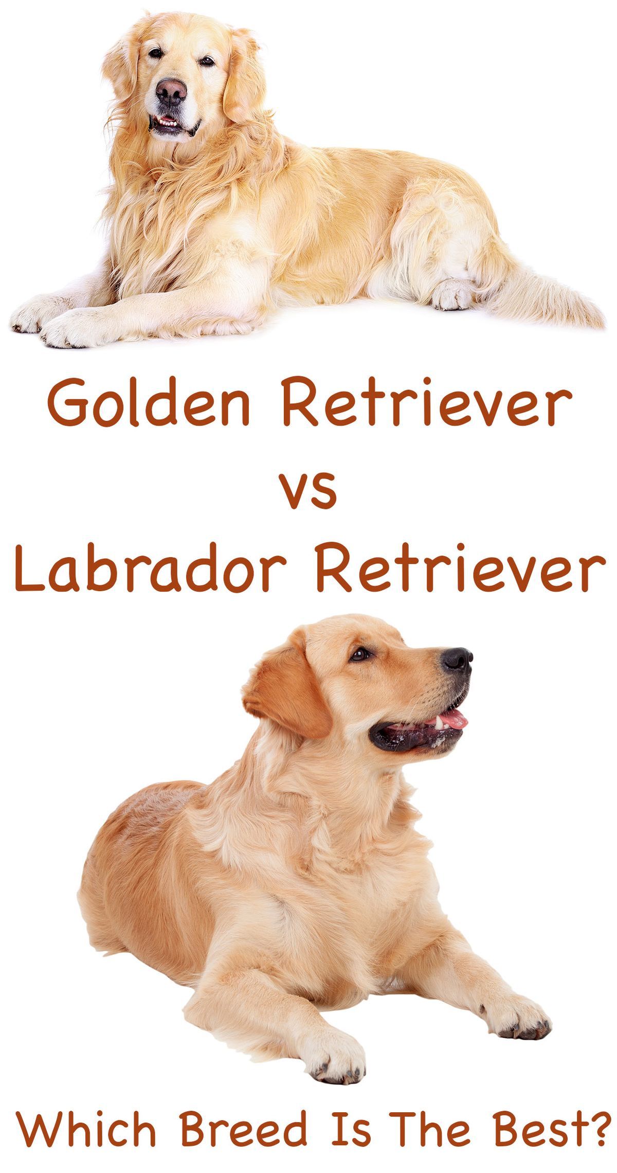 Labrador Retriever gegen Golden Retriever