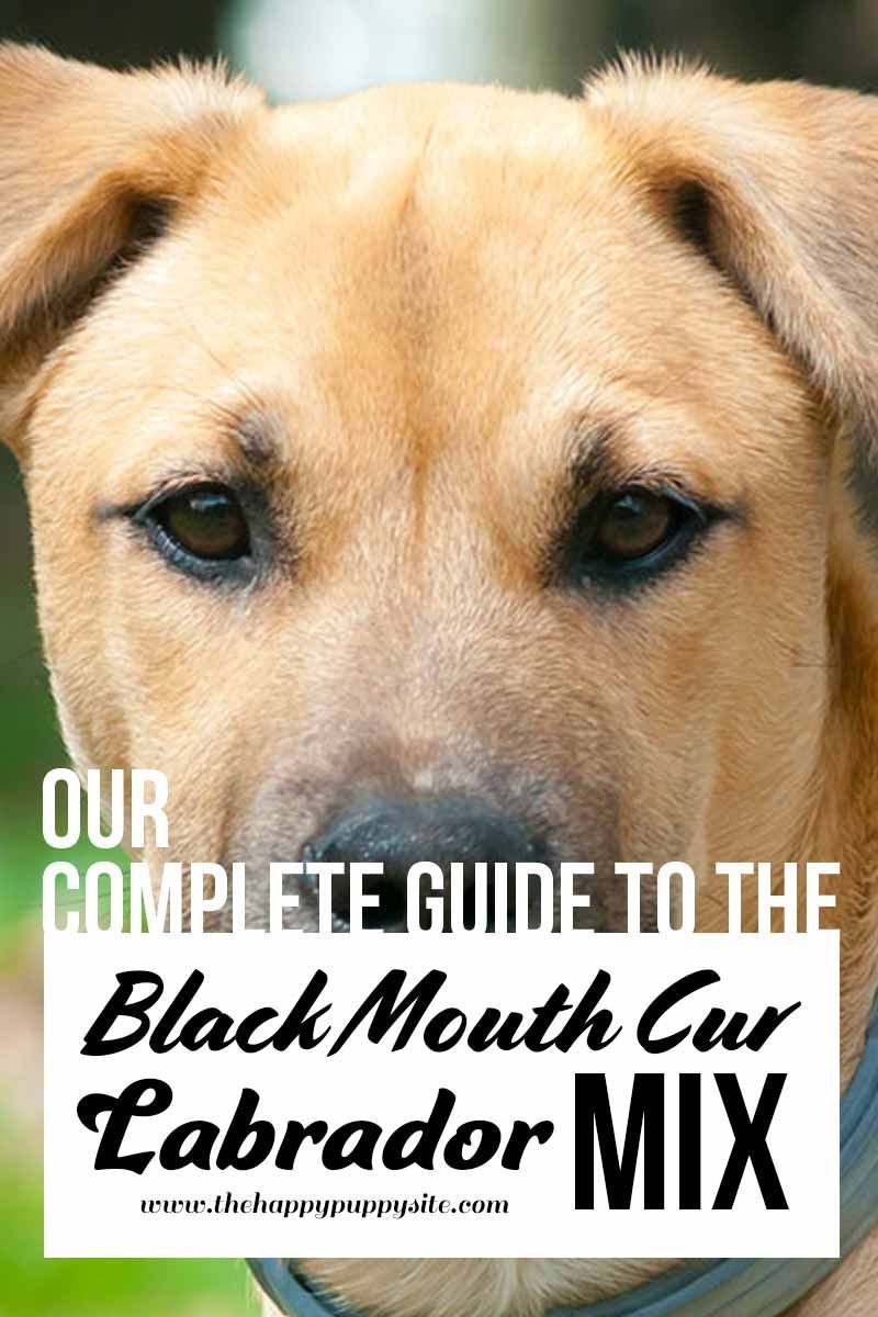 Naš popoln vodnik po pregledu pasme pasme pasme Black Mouth Cur Labrador Mix.