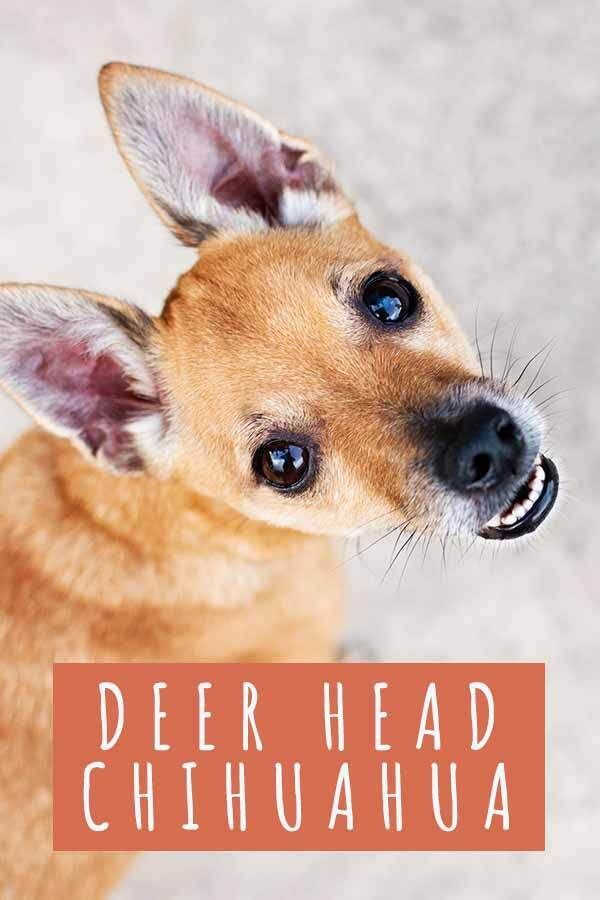 Chihuahua z jelenovo glavo - popoln vodnik za prepoznavnega drobnega psa