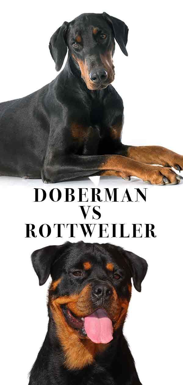 Doberman vs Rottweiler - Des looks similaires mais des personnalités différentes?