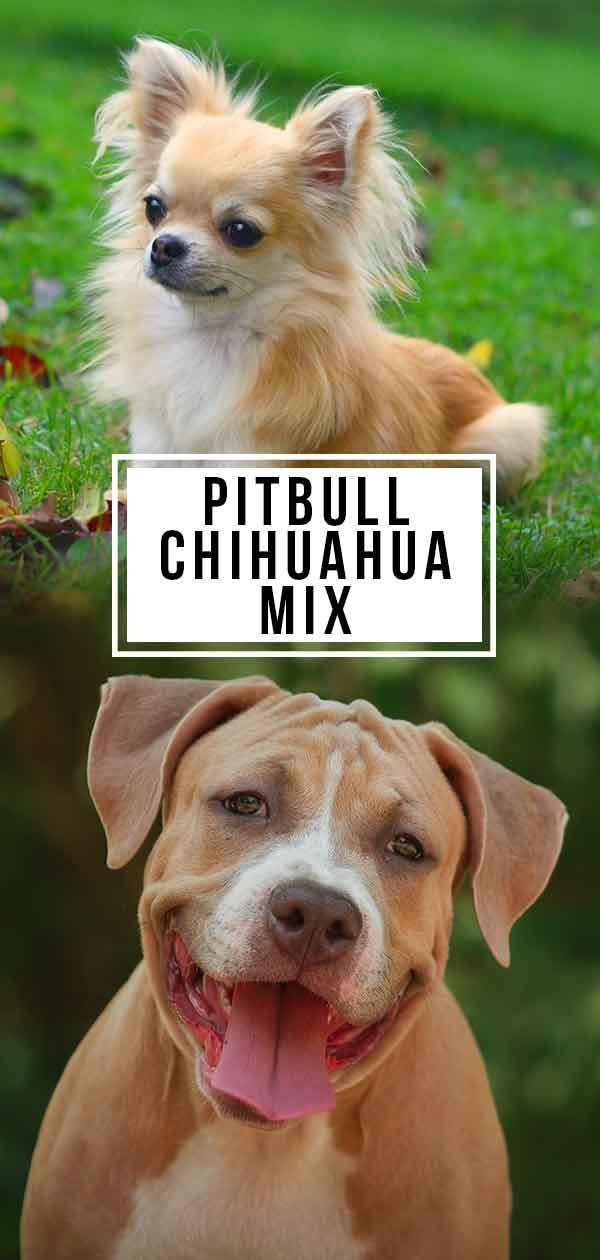 Pitbull Chihuahua Mix - En älskvärd oddball?