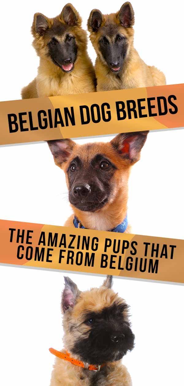 Belgische hondenrassen - zeven geweldige pups die uit België komen