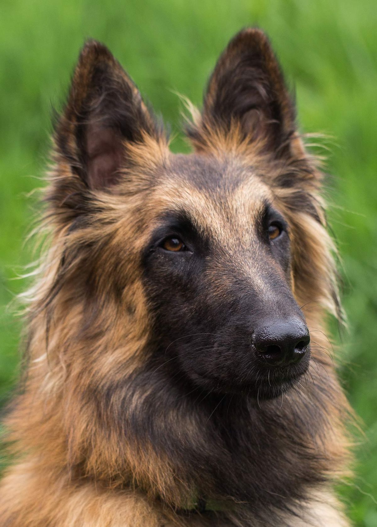 Белгијске расе паса