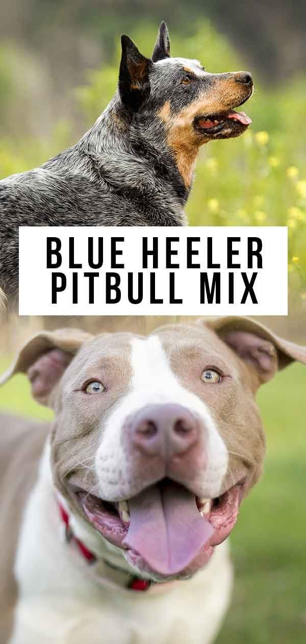 Blue Heeler Pitbull Mix - Là où la loyauté et le travail acharné se rencontrent