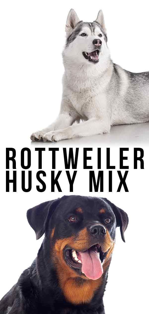 Rotveilerių haskių mišinys: ar „Rottsky“ gali būti jūsų naujasis šuniukas?