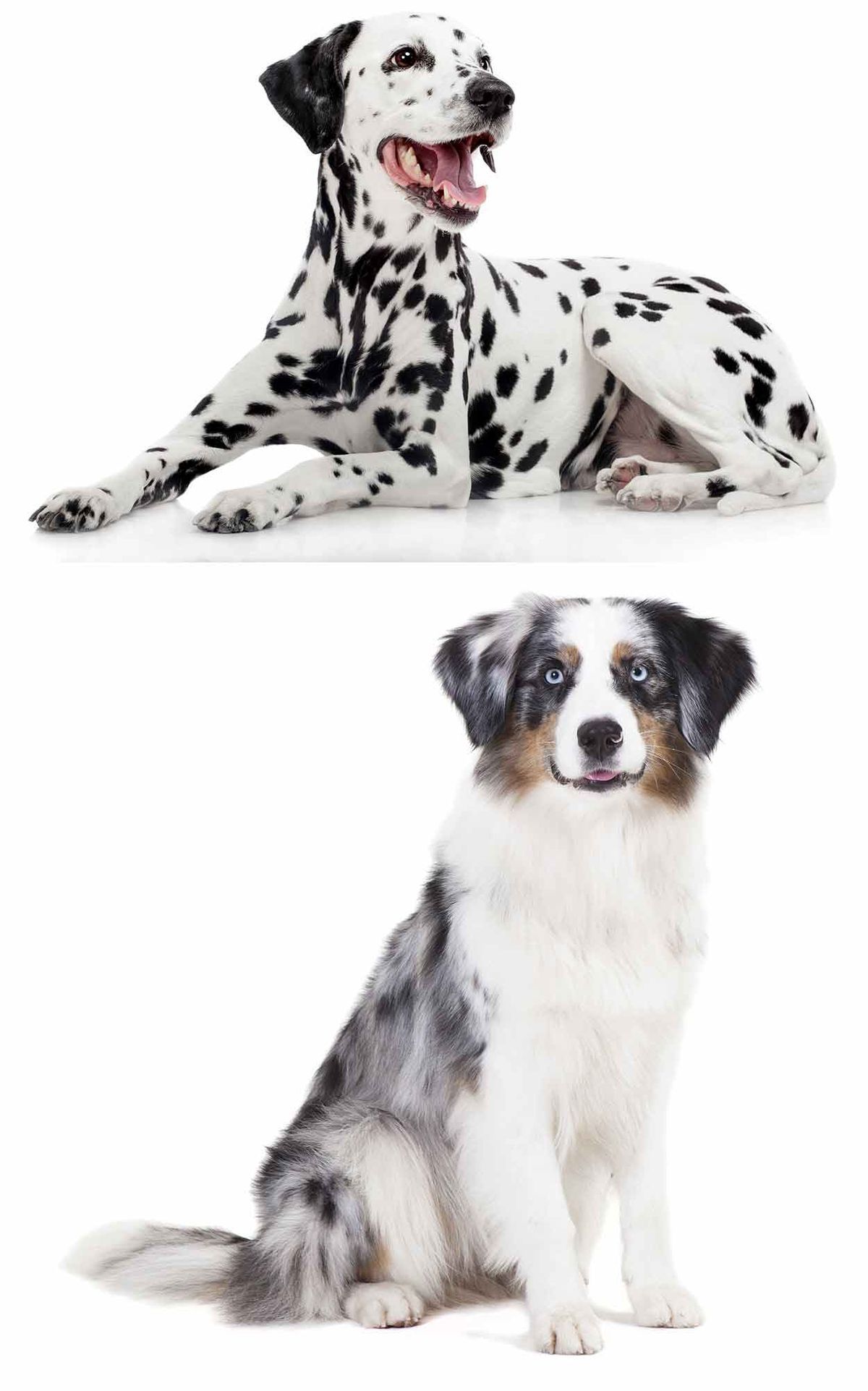 Australian Shepherd Dalmatian Mix - Est-ce votre chien de rêve?