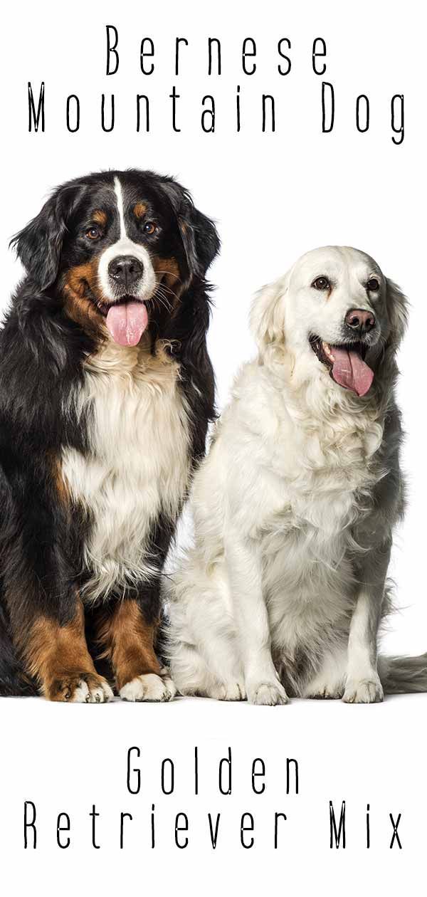 Bernese Mountain Dog Golden Retriever Mix Breed - Panduan Lengkap