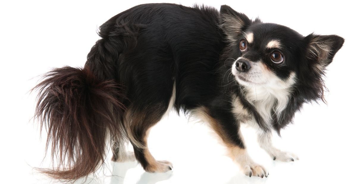 Dusmīgs, Chihuahua, izolēts, augšējs, balts, background
