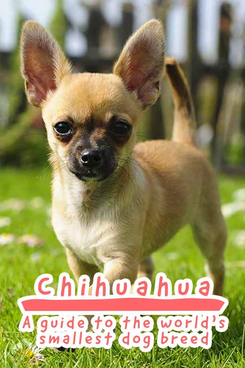 Chihuahua Dünyanın en küçük köpek ırkı için bir rehber - Köpek cinsi incelemesi.
