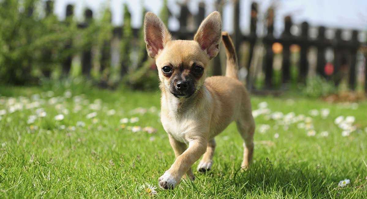 junger Chihuahua-Hund