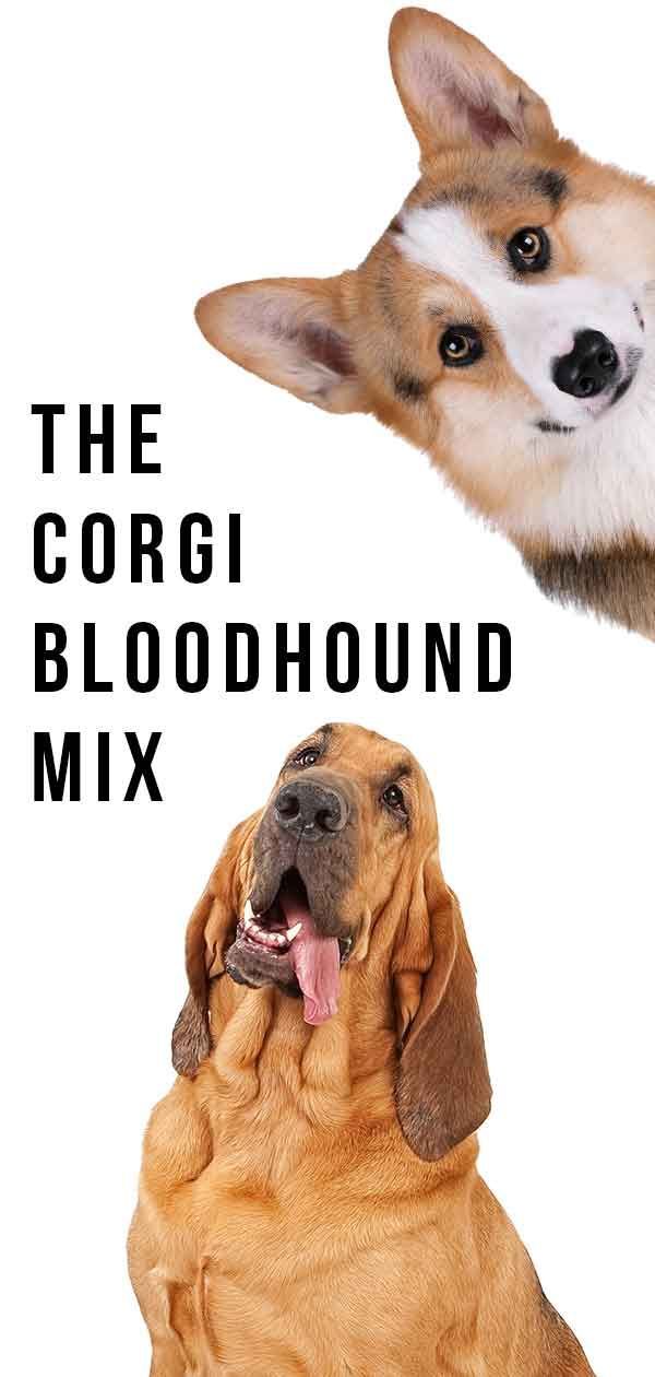 Corgi Bloodhound Mix - Två mycket olika raser kombinerade