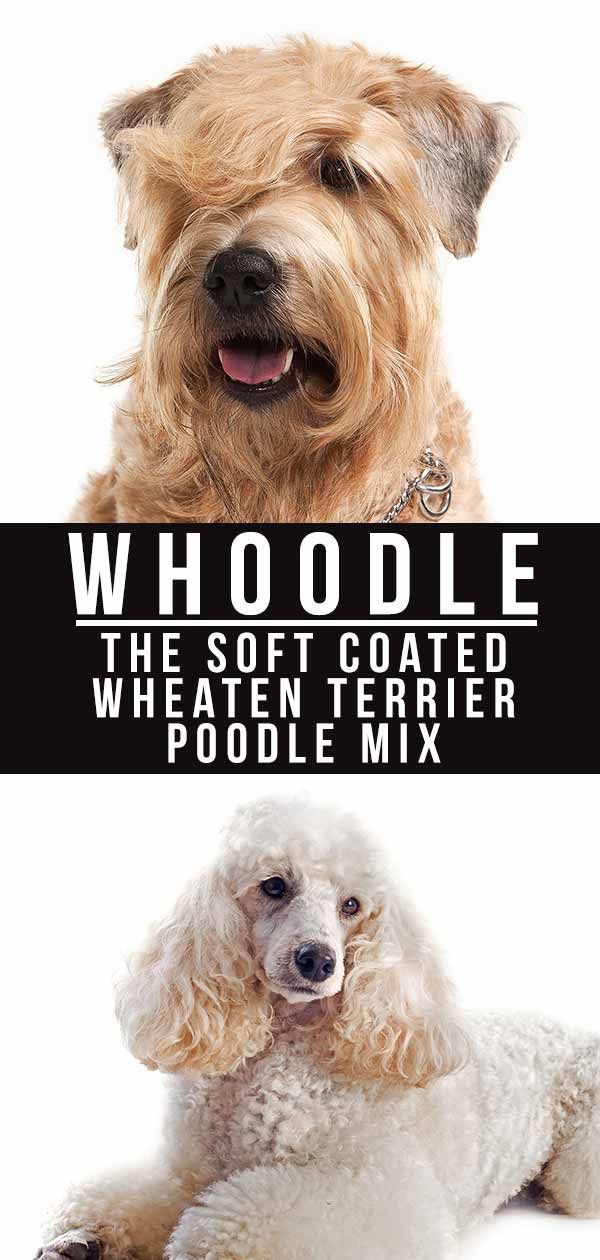 Centre d'information sur les chiens Whoodle: La race de mélange de caniche Wheaten Terrier