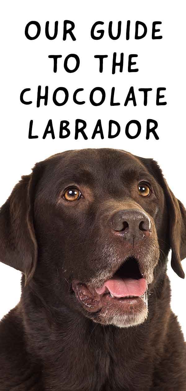 Chocolate Lab - ข้อมูลสนุก ๆ เกี่ยวกับสุนัขสีน้ำตาลตัวโปรดของคุณ