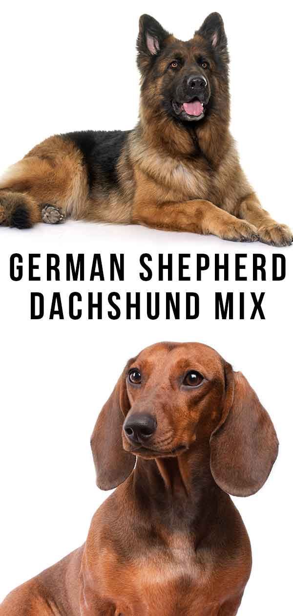 Pastor alemany Dachshund Mix