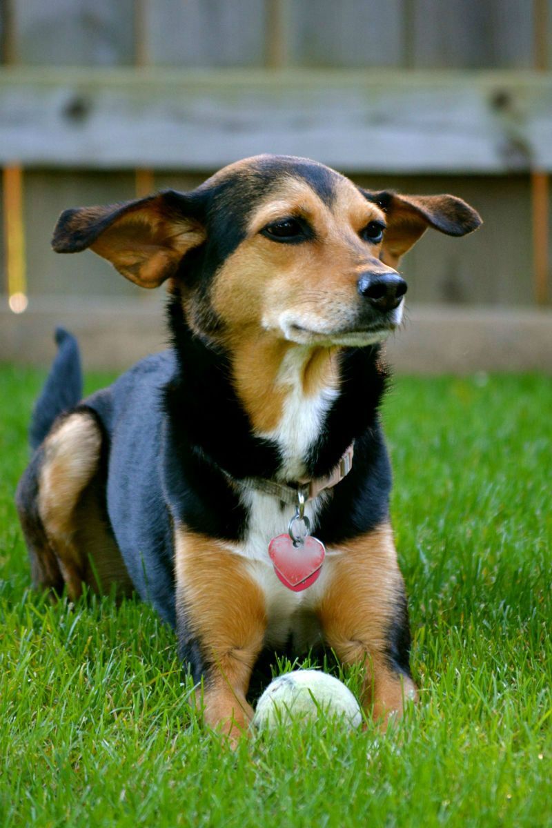 قابل Meagle: The Beagle Pinscher Mix