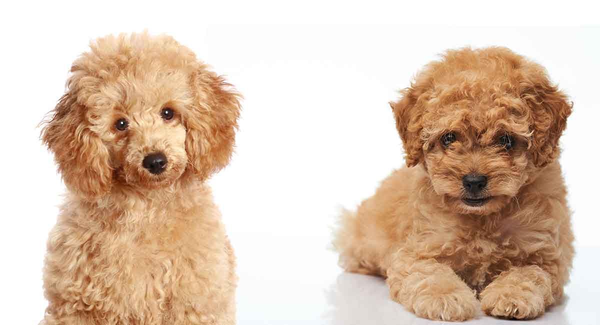 کھلونا poodle بمقابلہ چھوٹے poodle
