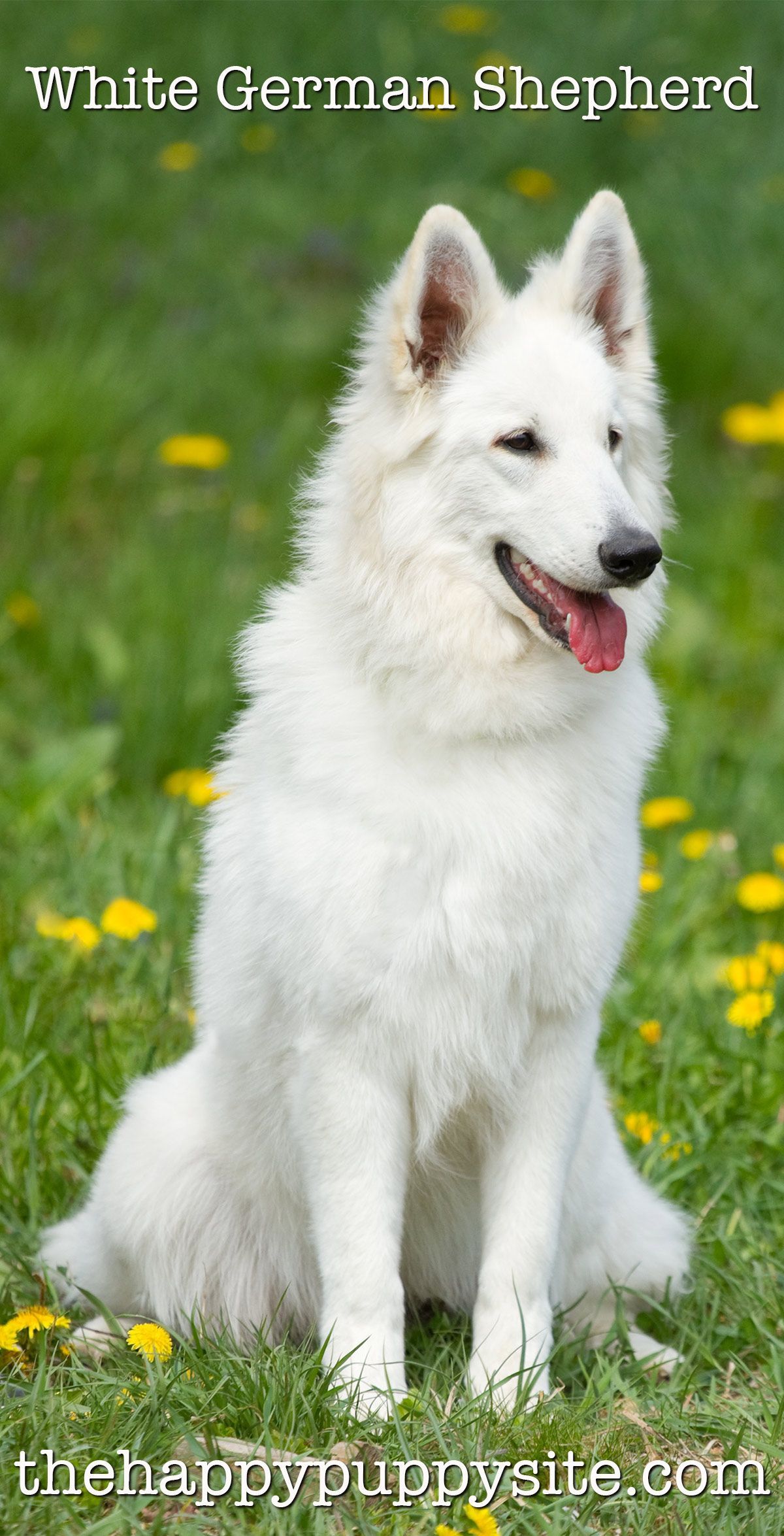 Бели немски овчарски кучета