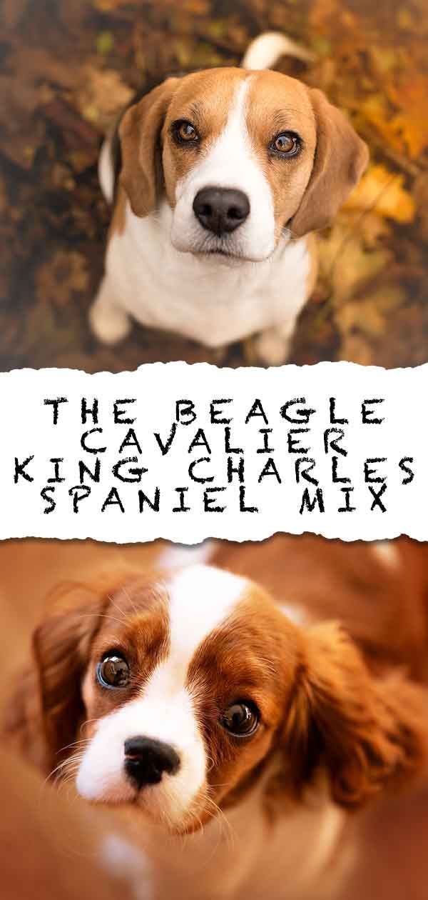 Beaglier Dog - The Cavalier King Charles Spaniel Beagle Mix