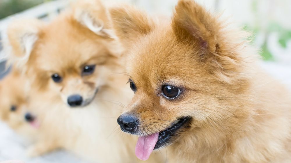 Pomeranian: prednosti in slabosti najbolj puhaste pasme v mestu