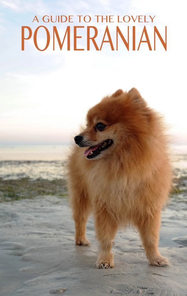 Pomeranian - ایک بڑا دل کے ساتھ ایک چھوٹا کتا!
