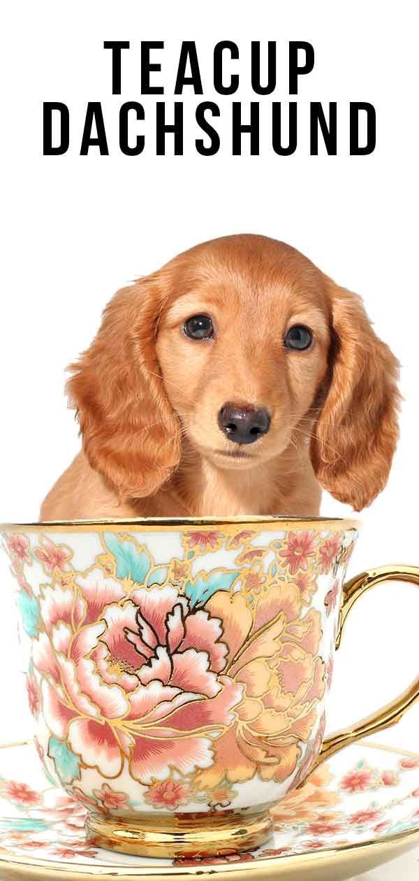 Teacup Dachshund - Un guide du plus petit chien Wiener