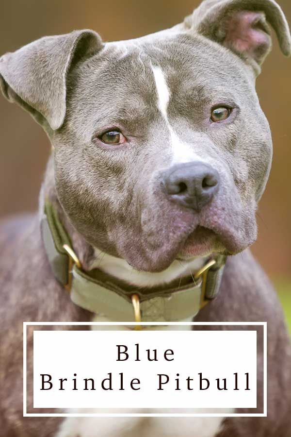 „Blue Brindle Pitbull“ - ar jų charakteris toks pat gražus, kaip ir jų paltai?