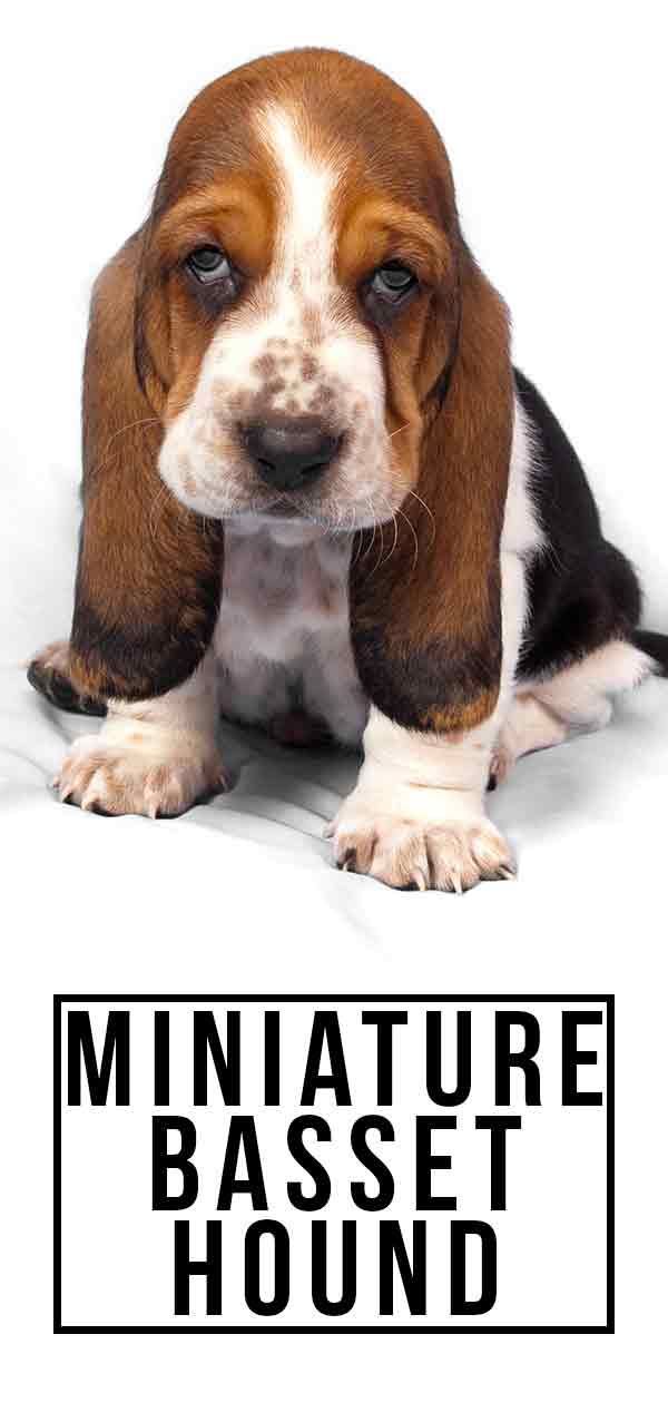 Is de miniatuur Basset Hound de juiste hond voor jou?