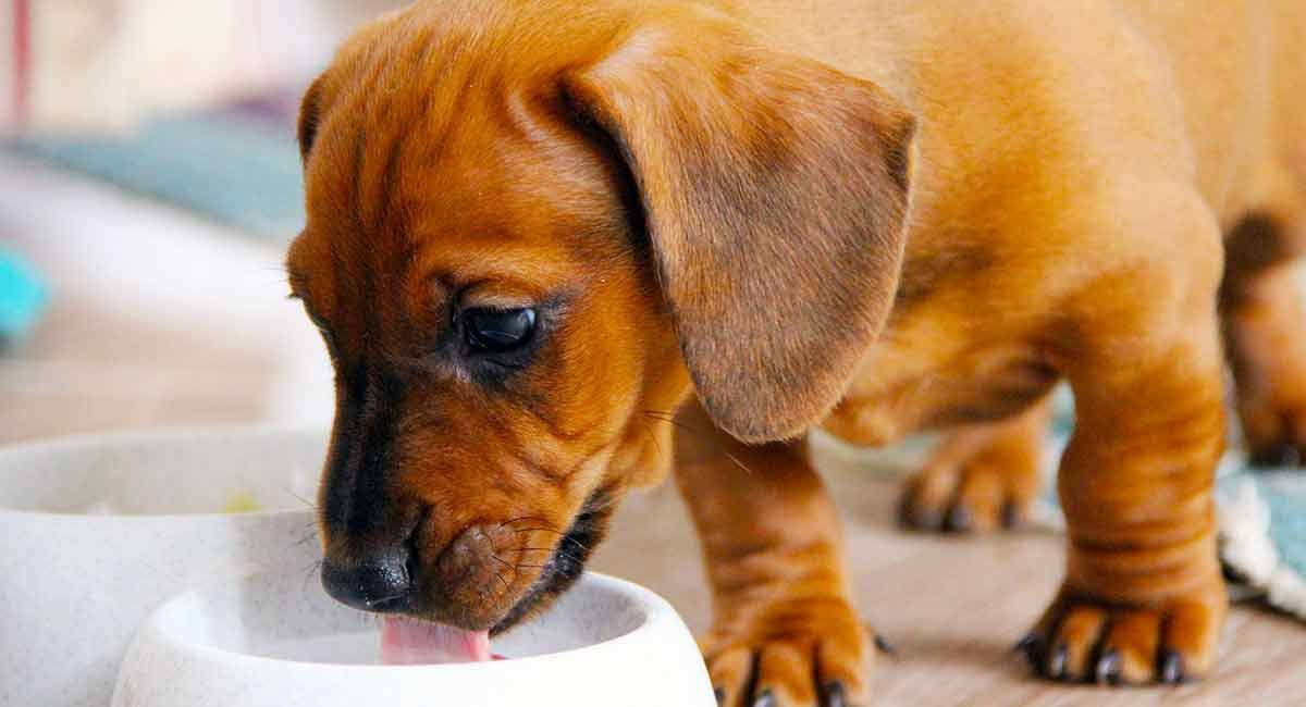 makanan anak anjing terbaik untuk dachshunds