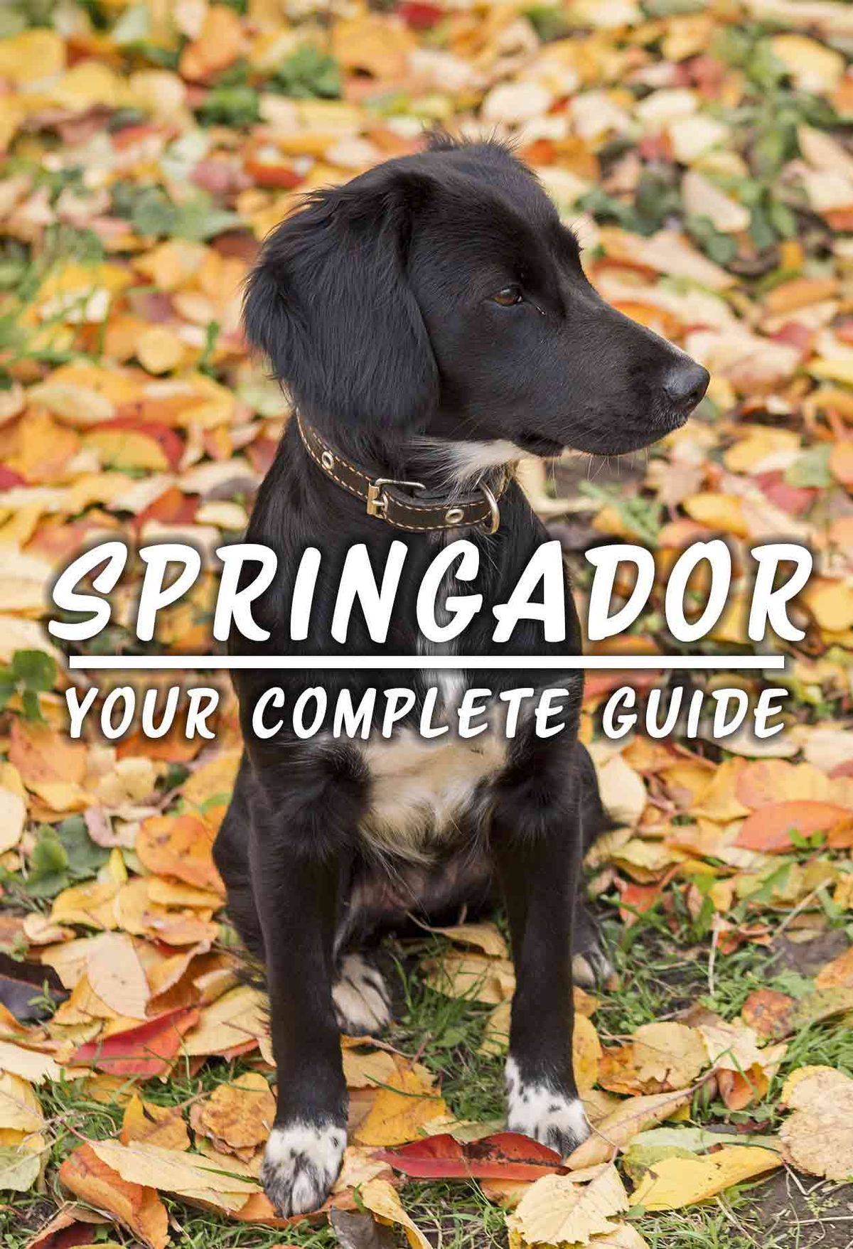 Springador, tavo pilnas vadovas - šunų veislių apžvalga